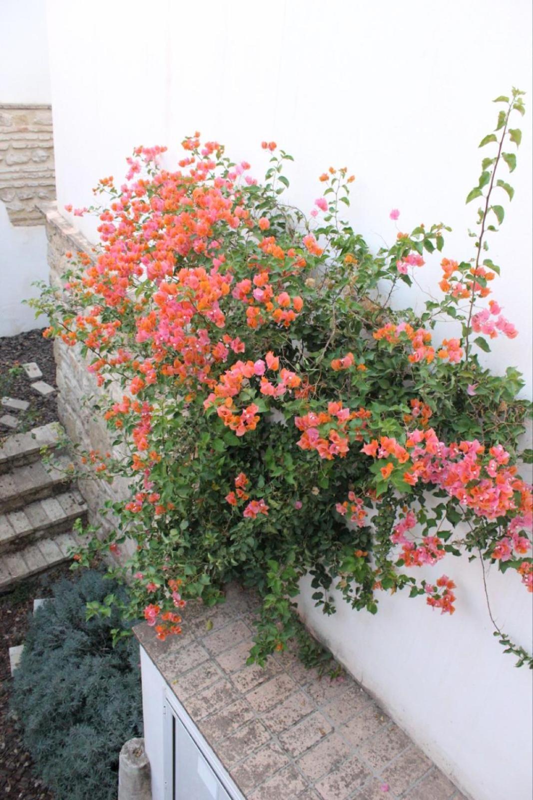 Apartmán La Casa De La Escalera 1 Derecha Córdoba Exteriér fotografie